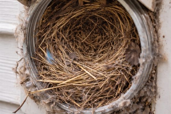 Bird nest found inside a dryer vent