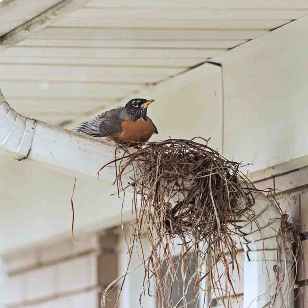 Bird nest removed from dryer vent