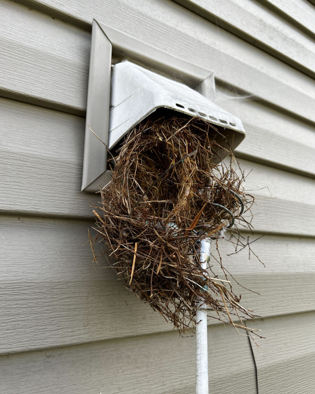 Dryer vent pest removal and line sanitization for homes and businesses